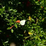 Melanthi Corfu * Кассиопи