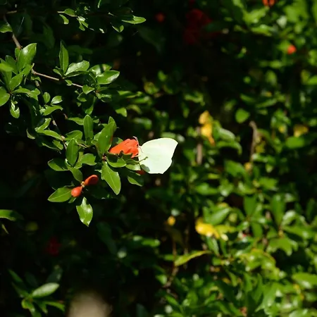 Melanthi Corfu * Kassiopi
