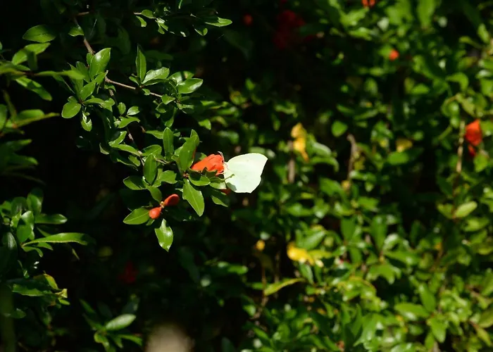 Melanthi Corfu * Kassiopi